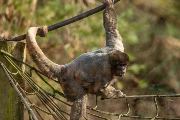 A Day at Monkey World: Why This Dorset Rescue Centre is a Top Family Day Out
