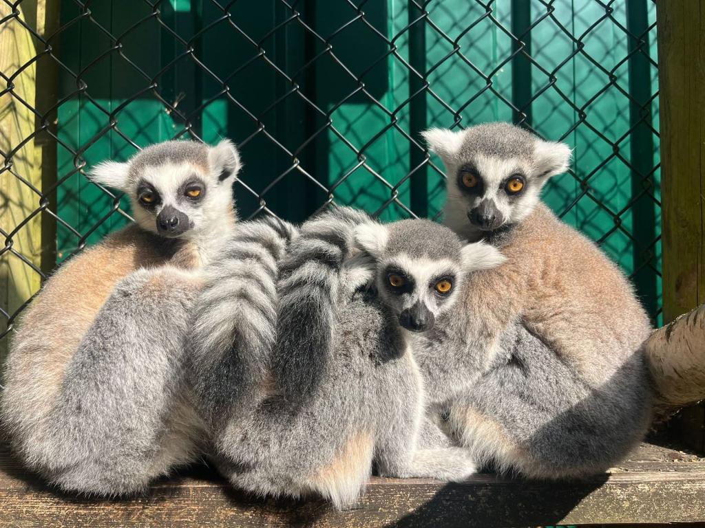 A Day at Monkey World: Why This Dorset Rescue Centre is a Top Family Day Out