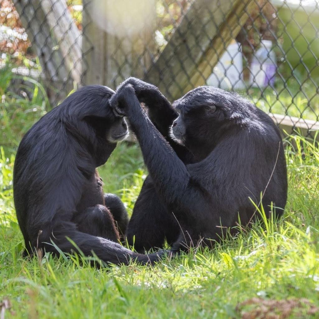 A Day at Monkey World: Why This Dorset Rescue Centre is a Top Family Day Out