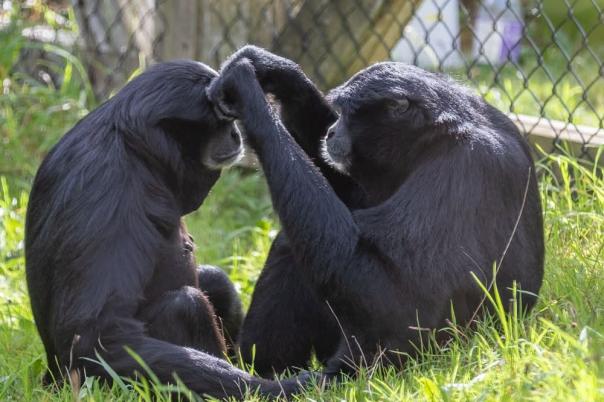 A Day at Monkey World: Why This Dorset Rescue Centre is a Top Family Day Out