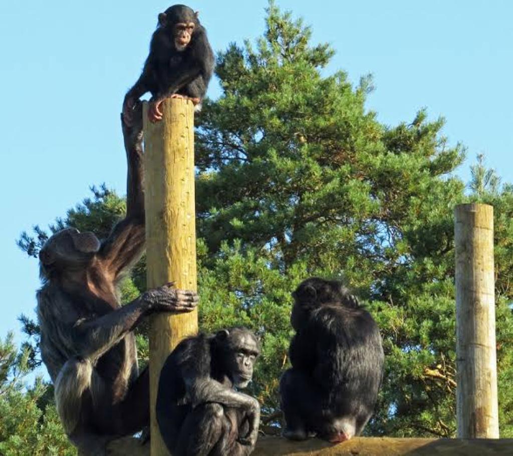 A Day at Monkey World: Why This Dorset Rescue Centre is a Top Family Day Out