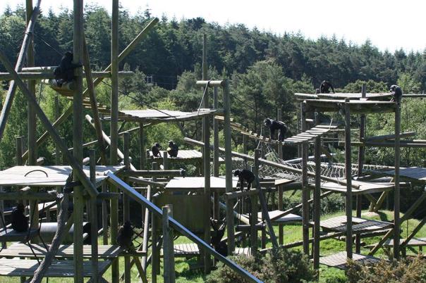 A Day at Monkey World: Why This Dorset Rescue Centre is a Top Family Day Out