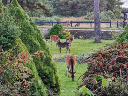 Enjoy the Best of Wildlife & Nature in Dorset