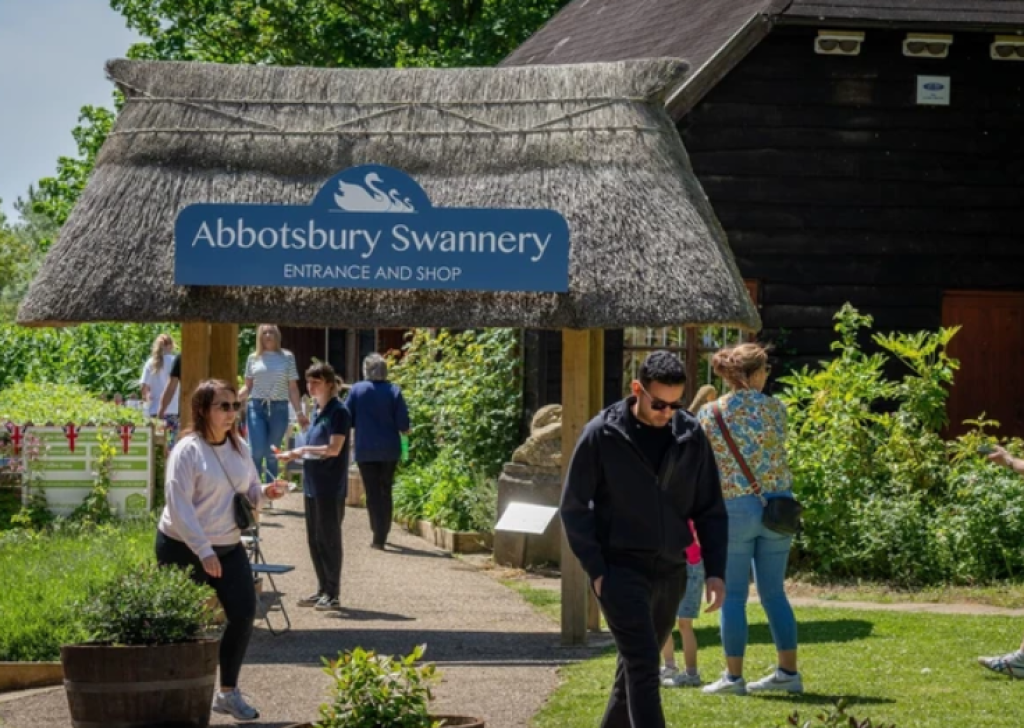 Abbotsbury Swannery | The Only Place in the World Where You Can Walk Among Hundreds of Nesting Swans