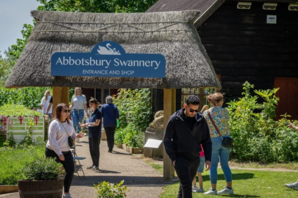 Abbotsbury Swannery | The Only Place in the World Where You Can Walk Among Hundreds of Nesting Swans