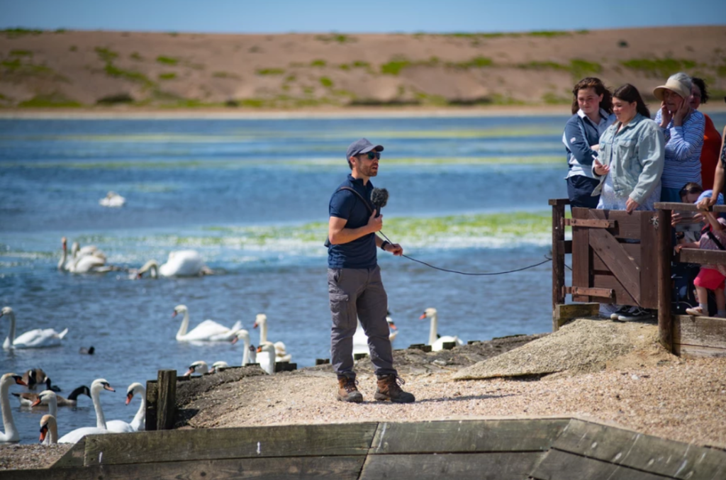 Abbotsbury Swannery | The Only Place in the World Where You Can Walk Among Hundreds of Nesting Swans