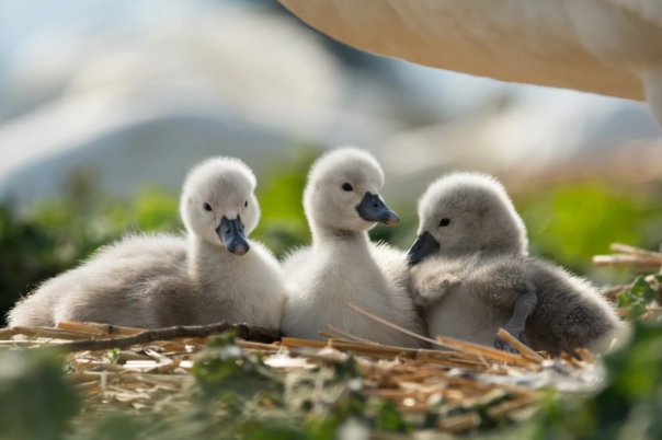 Abbotsbury Swannery | The Only Place in the World Where You Can Walk Among Hundreds of Nesting Swans