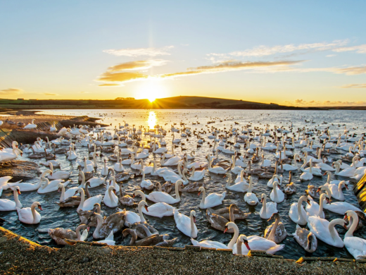 Abbotsbury Swannery | The Only Place in the World Where You Can Walk Among Hundreds of Nesting Swans