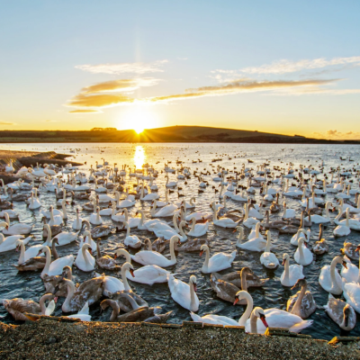 Abbotsbury Swannery | The Only Place in the World Where You Can Walk Among Hundreds of Nesting Swans