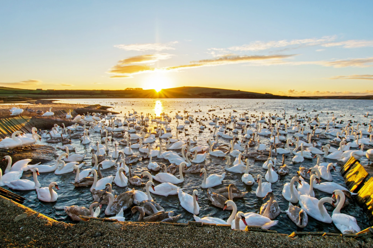 Abbotsbury Swannery | The Only Place in the World Where You Can Walk Among Hundreds of Nesting Swans