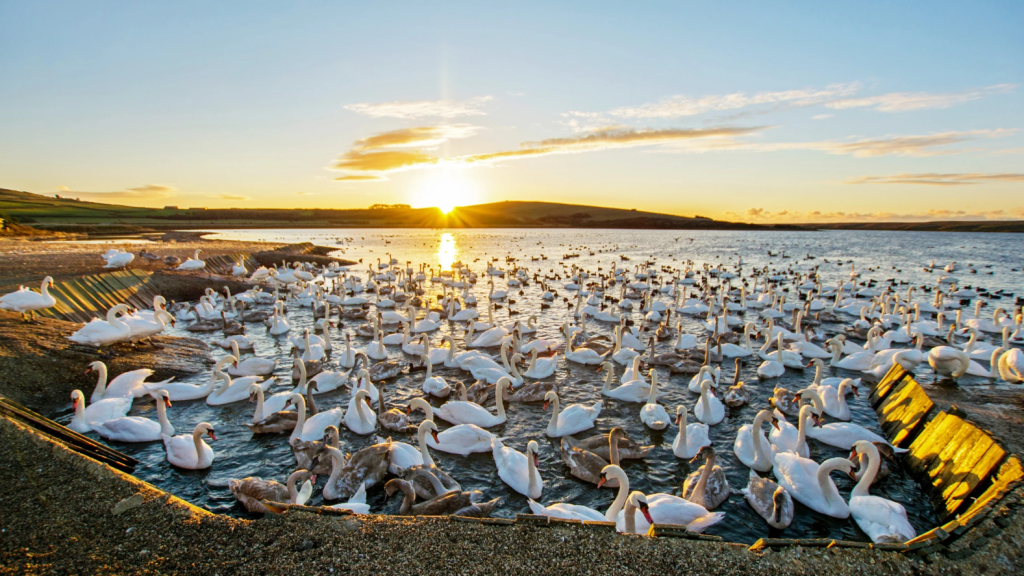 Abbotsbury Swannery | The Only Place in the World Where You Can Walk Among Hundreds of Nesting Swans