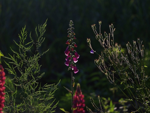 Find Local: Garden Design and Landscaping in Southbourne