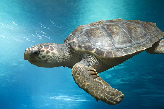 Five Brilliant Bournemouth Days Out for the Summer Holidays