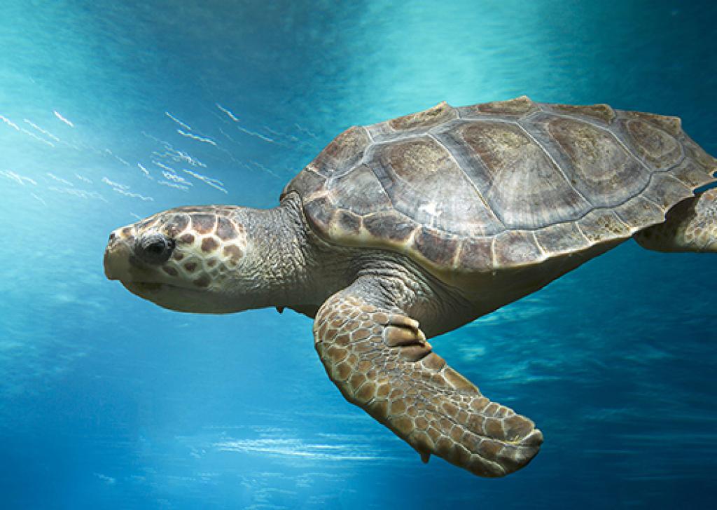 Five Brilliant Bournemouth Days Out for the Summer Holidays