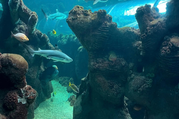 Things to Do in Bournemouth When It Rains: Indoor Activities and Days Out