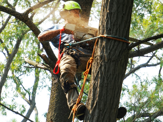 Tree Surgeons in Bournemouth: How to Choose the Right Specialist