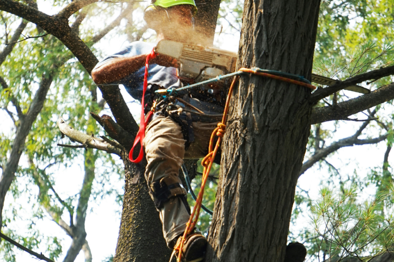 Tree Surgeons in Bournemouth: How to Choose the Right Specialist