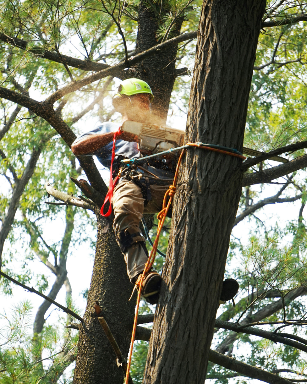 Tree Surgeons in Bournemouth: How to Choose the Right Specialist