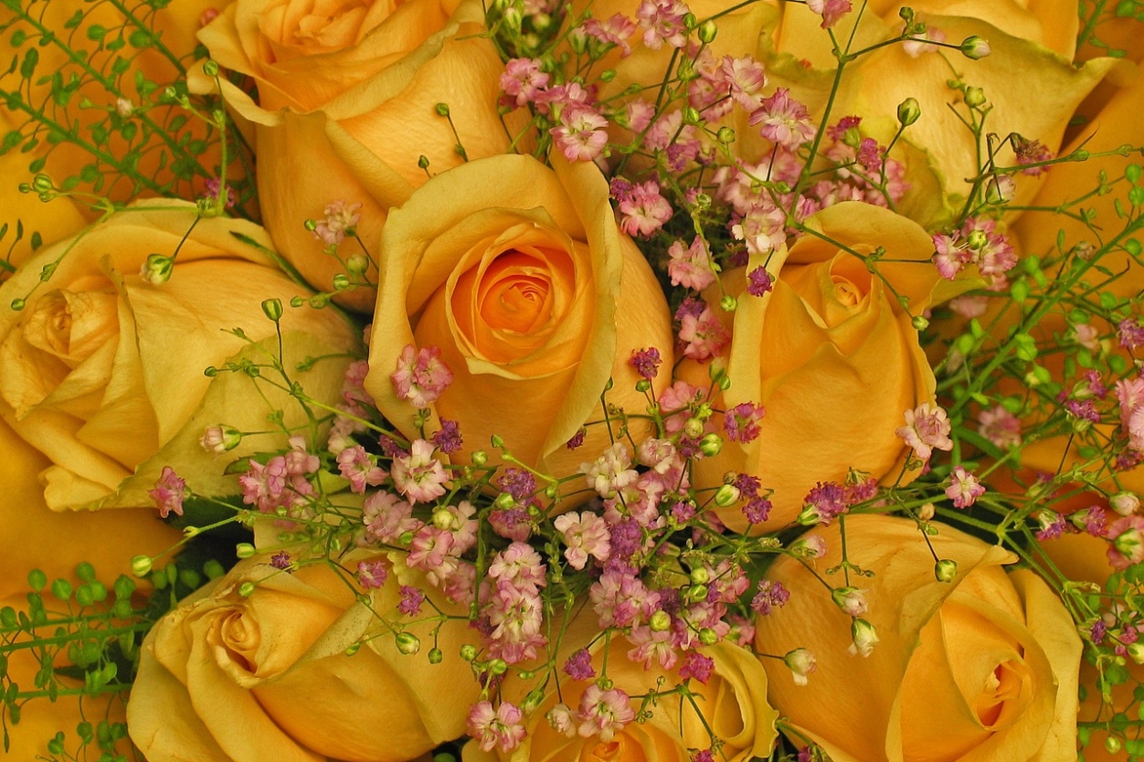 Compare Local Florists in Dorset