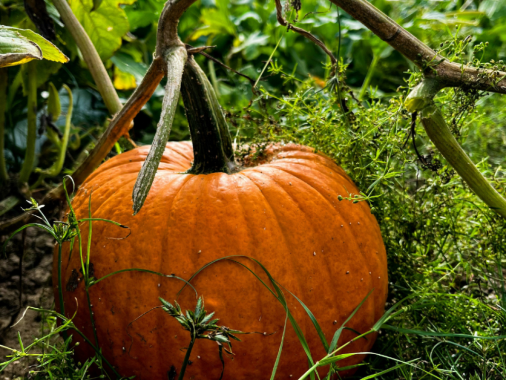 October in Dorset: 7 Brilliant Things to See, Do and Enjoy