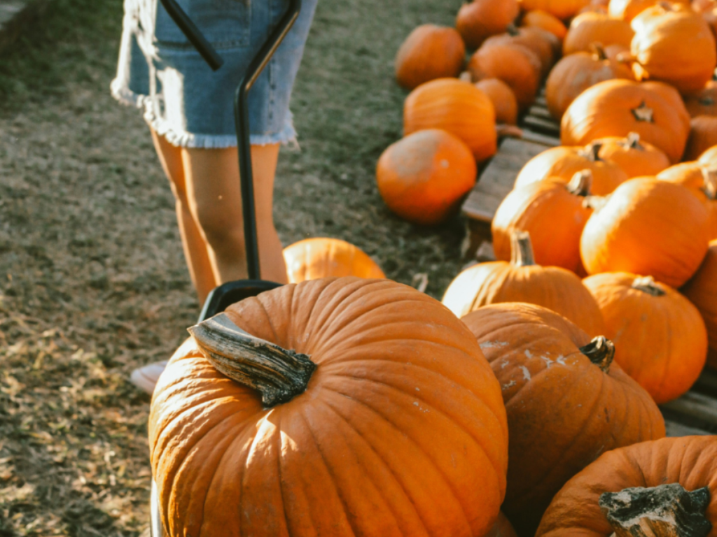 October in Dorset: 7 Brilliant Things to See, Do and Enjoy