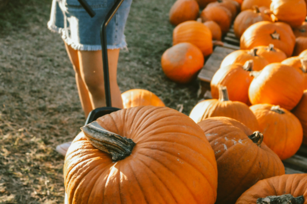 October in Dorset: 7 Brilliant Things to See, Do and Enjoy