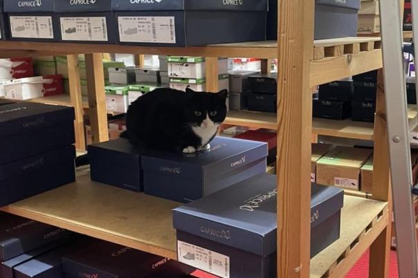 Matthews Shoes: Family-run Independent Shoe Shop in Christchurch