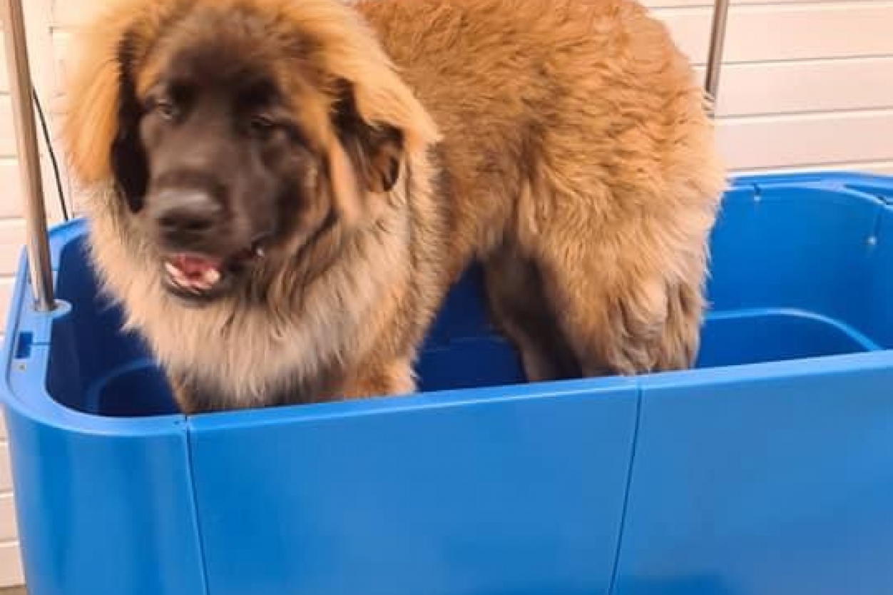 Dorset Dog Grooming