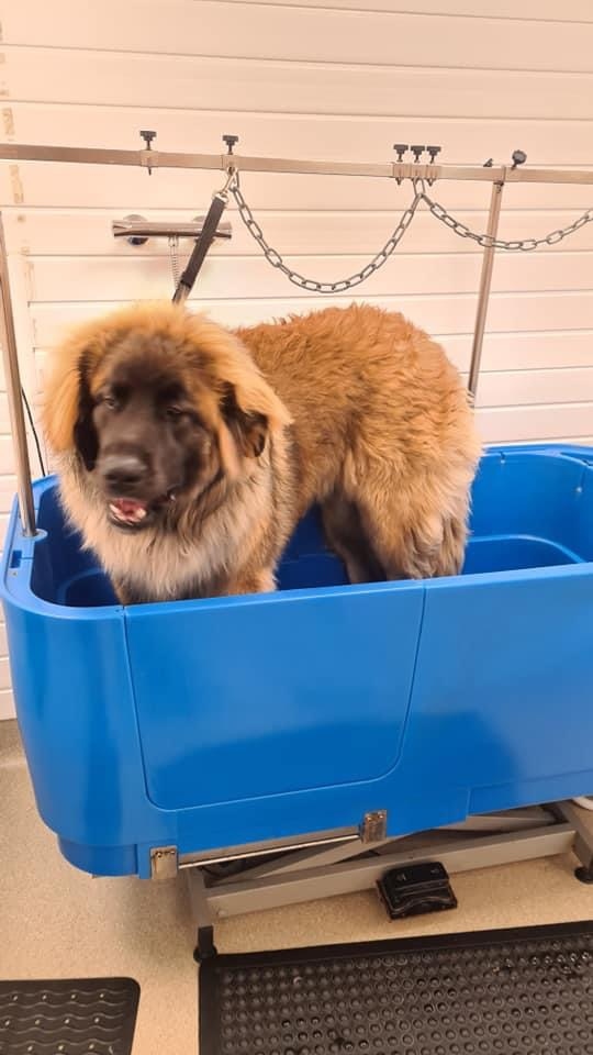 Dorset Dog Grooming