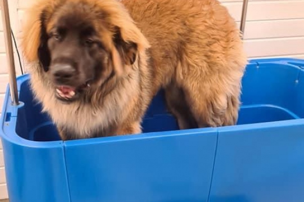 Dorset Dog Grooming