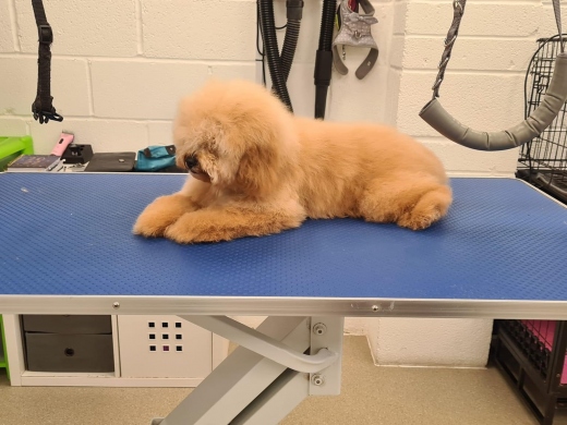 Dorset Dog Grooming