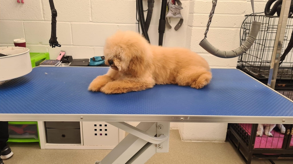 Dorset Dog Grooming
