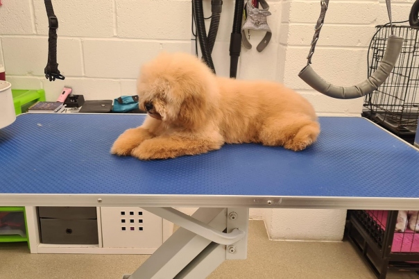 Dorset Dog Grooming