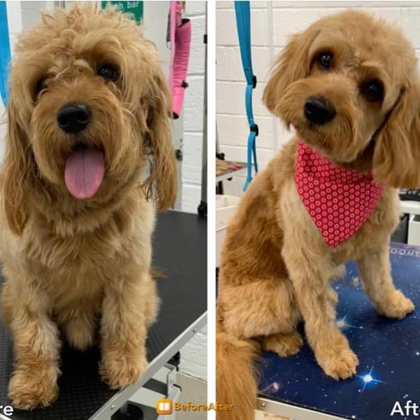Dorset Dog Grooming
