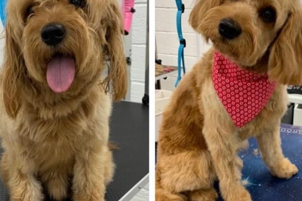 Dorset Dog Grooming