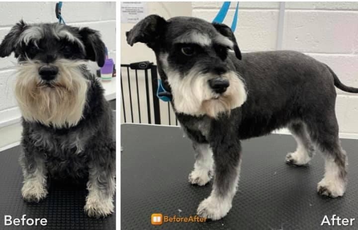 Dorset Dog Grooming