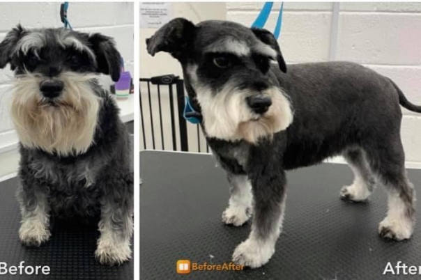 Dorset Dog Grooming