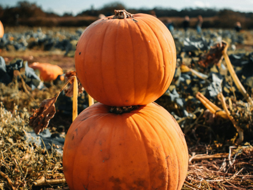 Halloween Events in Christchurch 2026: Pumpkin Picking, Trails and Family Fun