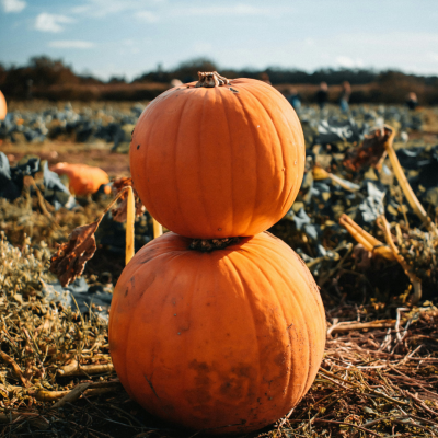 Halloween Events in Christchurch 2026: Pumpkin Picking, Trails and Family Fun