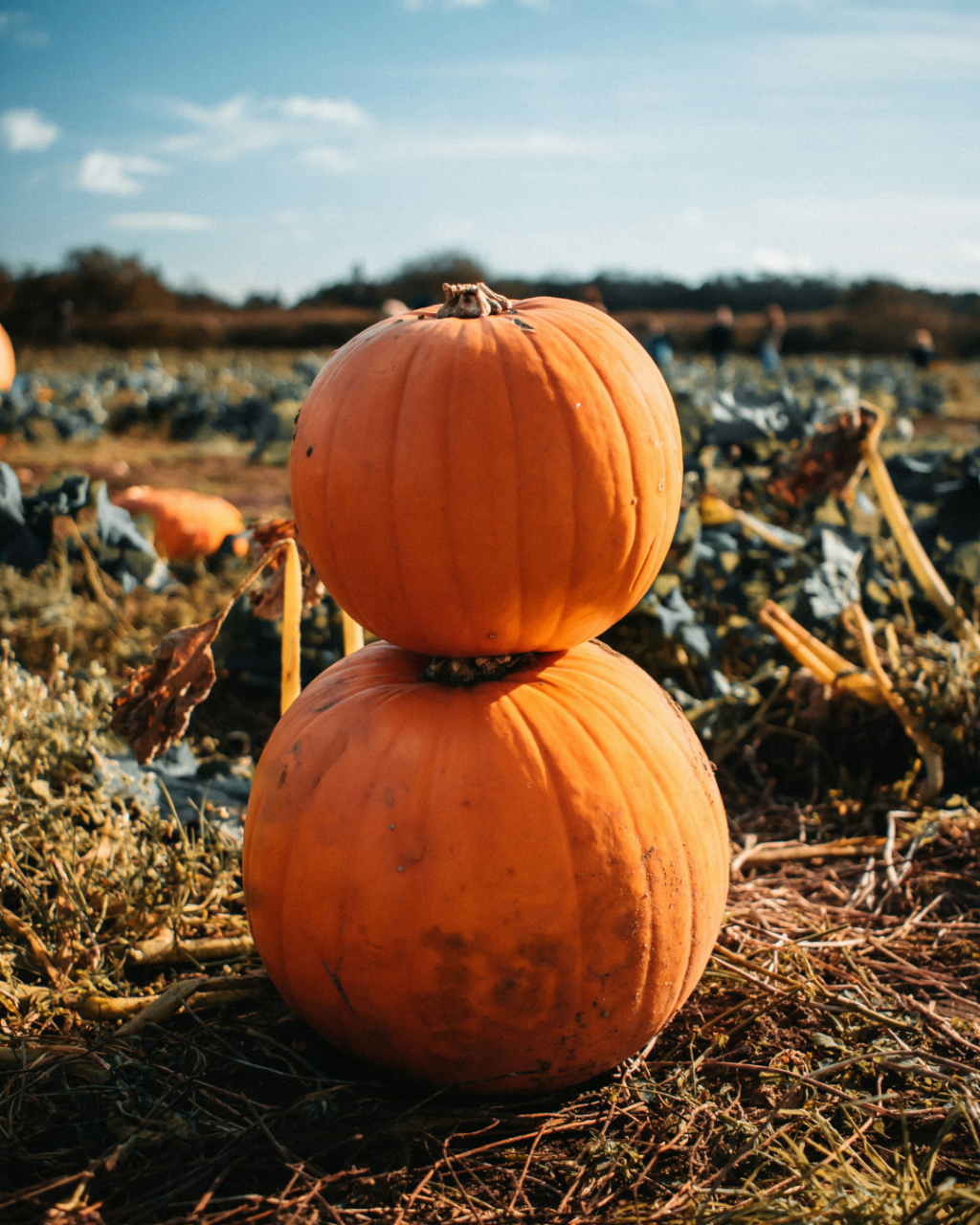 Halloween Events in Christchurch 2026: Pumpkin Picking, Trails and Family Fun