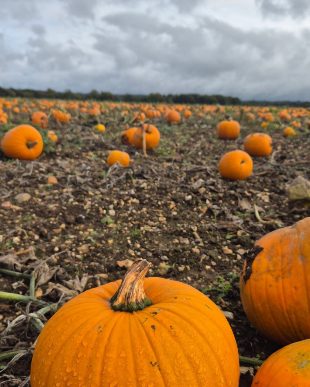 Halloween Events in Christchurch 2026: Pumpkin Picking, Trails and Family Fun