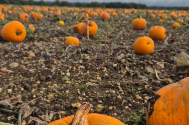 Halloween Events in Christchurch 2026: Pumpkin Picking, Trails and Family Fun