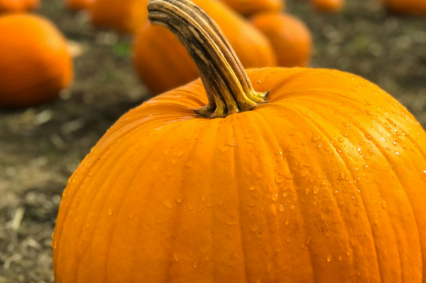 Halloween Events in Dorset 2026: Trails, Pumpkin Picking and Parties