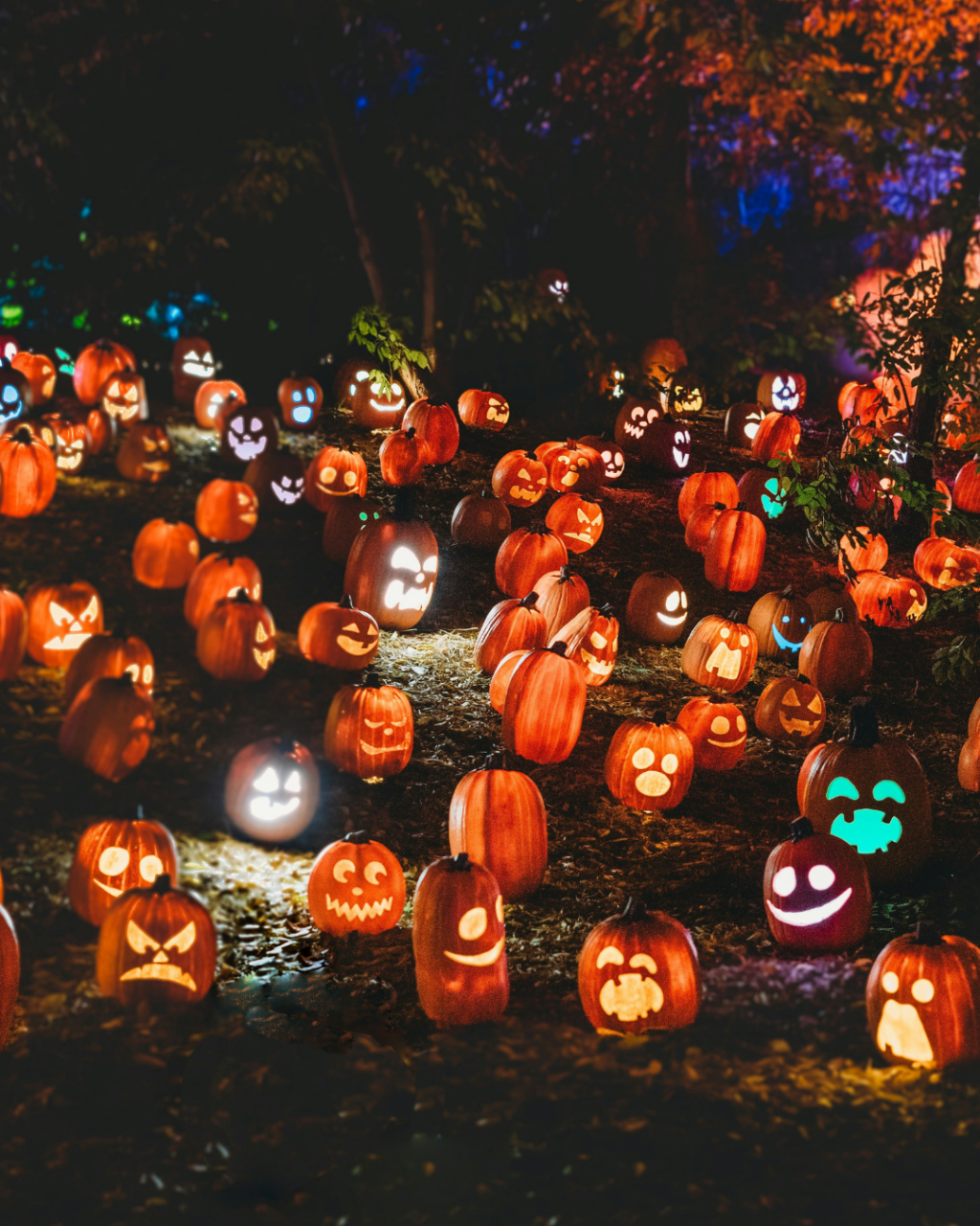 Halloween Events in Dorset 2026: Trails, Pumpkin Picking and Parties