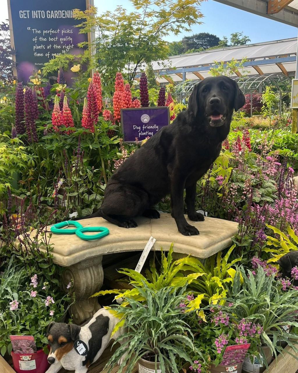 Haskins Garden Centre Ferndown
