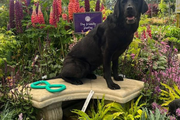 Haskins Garden Centre Ferndown