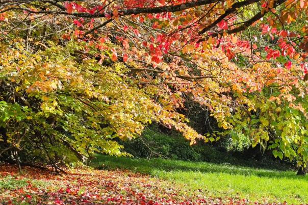 Explore the Best Autumn walks in Bournemouth