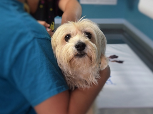Find Local: Vets in Bournemouth, Christchurch, Poole & Dorset