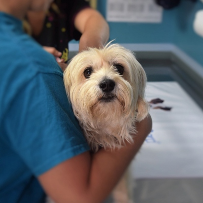 Find Local: Vets in Bournemouth, Christchurch, Poole & Dorset