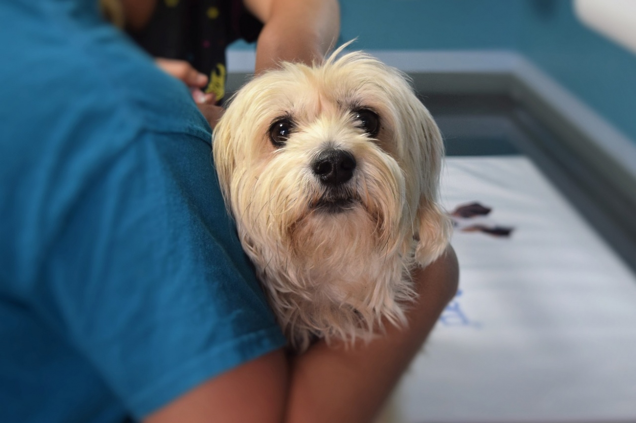 Find Local: Vets in Bournemouth, Christchurch, Poole & Dorset